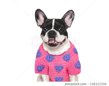 Cute puppy. Dog smile. Greeting card Cute puppy. Dog smile. Greeting card 136121330