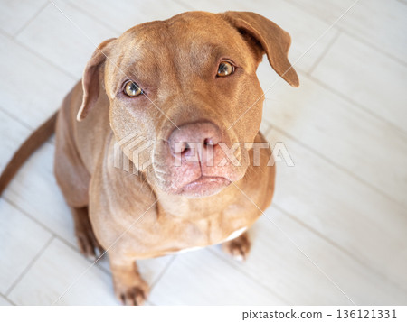 Cute dog. Close-up, indoor. Directly above Cute dog. Close-up, indoor. Directly above 136121331