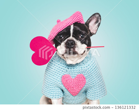 Cute puppy and red heart. Studio shot Cute puppy and red heart. Studio shot 136121332
