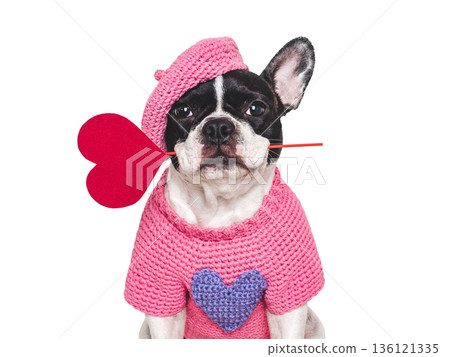Cute puppy and red heart. Studio shot Cute puppy and red heart. Studio shot 136121335