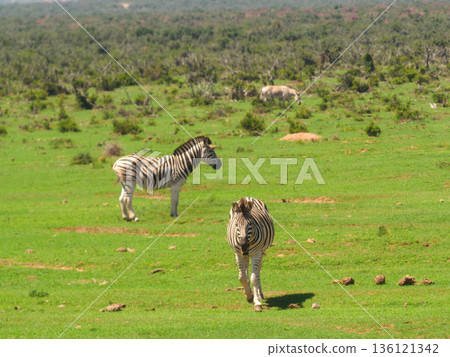 Zebras grazing in the wild grassland. South African Zebras grazing in the wild grassland. South African 136121342
