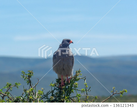 African bird of prey perched on a bush African bird of prey perched on a bush 136121343