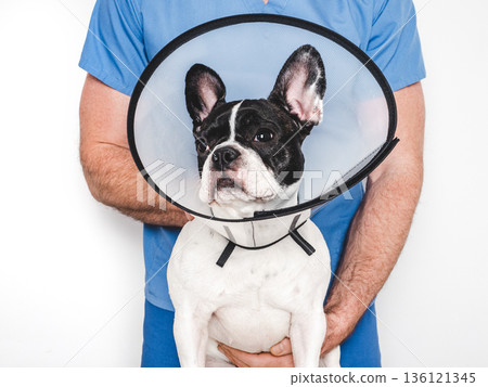Veterinarian examining a French Bulldog in veterinary clinic 136121345