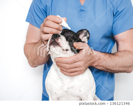 Veterinarian examining a French Bulldog in veterinary clinic 136121346
