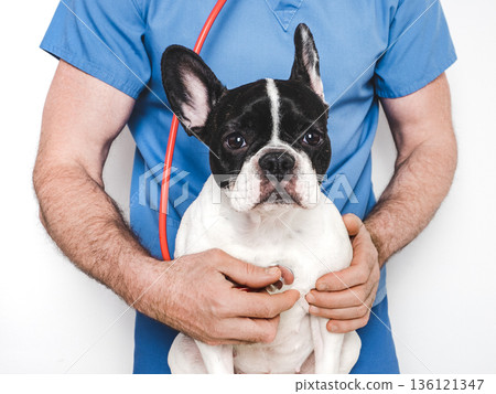 Veterinarian examining a French Bulldog in veterinary clinic 136121347