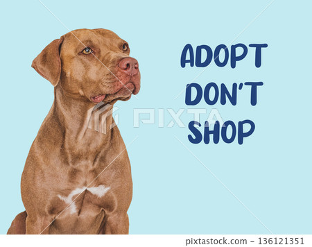 Funny brown dog with ADOPT DON'T SHOP text 136121351