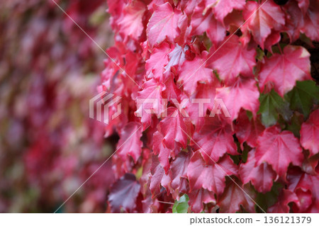 Autumn leaves Autumn leaves 136121379