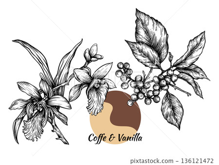 Coffee and vanilla hand-drawn botanical illustration Coffee and vanilla hand-drawn botanical illustration 136121472