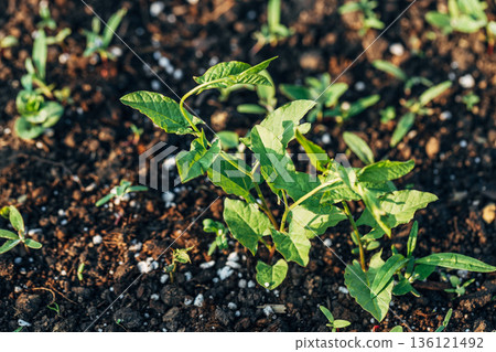 A young shoot of morning glory (Convolvulus sepium) in a field, a weed 136121492