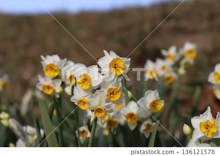冬季花園中盛開的白色花瓣和黃色花冠的水仙花 136121578