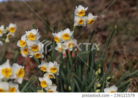 冬季花園中盛開的白色花瓣和黃色花冠的水仙花 136121579