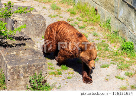 Bear in Bear Pit in Bern, Switzerland. Bear is a symbol of Bern city Bear in Bear Pit in Bern, Switzerland. Bear is a symbol of Bern city 136121654