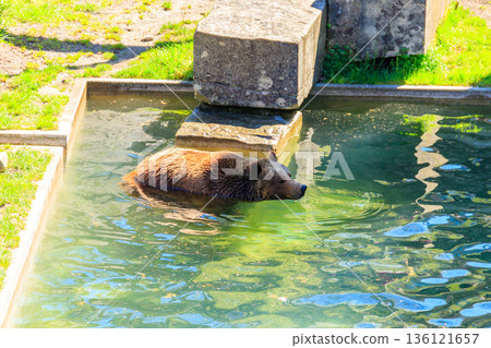 Bear in Bear Pit in Bern, Switzerland. Bear is a symbol of Bern city 136121657