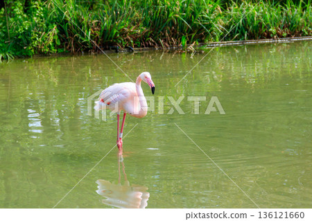 Lesser flamingo (Phoenicoparrus minor) in a lake Lesser flamingo (Phoenicoparrus minor) in a lake 136121660