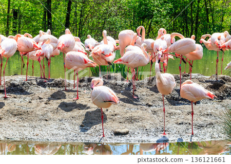 Flock of lesser flamingos (Phoenicoparrus minor) in a lake Flock of lesser flamingos (Phoenicoparrus minor) in a lake 136121661