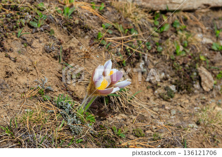 Eastern pasqueflower (Pulsatilla patens), also known as prairie crocus, cutleaf anemone, rock lily Eastern pasqueflower (Pulsatilla patens), also known as prairie crocus, cutleaf anemone, rock lily 136121706