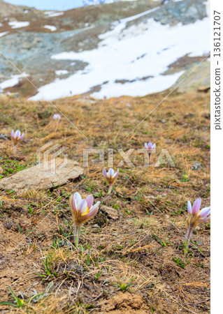 Eastern pasqueflower (Pulsatilla patens), also known as prairie crocus, cutleaf anemone, rock lily Eastern pasqueflower (Pulsatilla patens), also known as prairie crocus, cutleaf anemone, rock lily 136121707