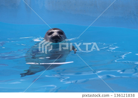 A spotted seal floating above the water 136121838