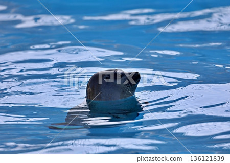 A spotted seal floating sideways with its head above the water 136121839