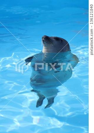 A spotted seal floating with its head out of the pool A spotted seal floating with its head out of the pool 136121840