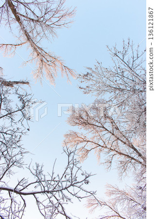 Bare tree branches in ice against blue sky. Winter landscape. Tree covered with ice and frost. Sunny winter day. Snowy day in park, view from down. Forest in snow and ice.  136121867