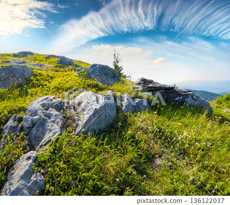 carpathian mountain landscape of ukraine in summer. alpine scenery with steep grassy slope under blue sky. beautiful view of coniferous tree near rock formations among lush green grass. remote place 136122037
