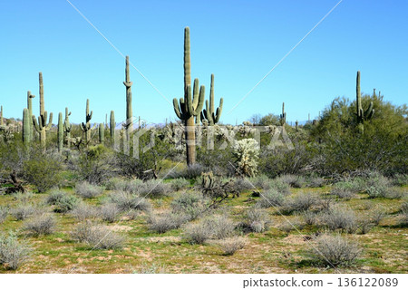 Landscape Sonoran Desert Arizona Landscape Sonoran Desert Arizona 136122089