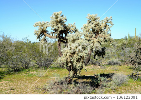 Cholla cactus, Sonora Desert, Mid Winter Cholla cactus, Sonora Desert, Mid Winter 136122091