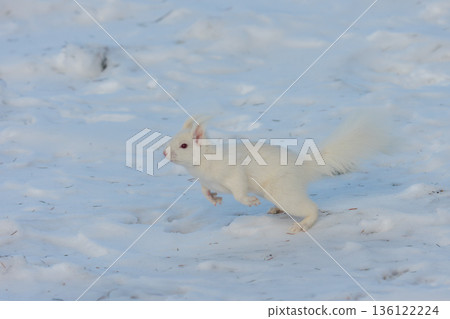 一隻白化北海道松鼠在雪地上跳躍，展現了北海道東部的野生動物風貌。 136122224