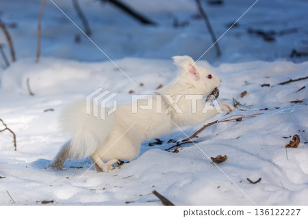 一隻白化北海道松鼠在雪地上跳躍，展現了北海道東部的野生動物風貌。 136122227