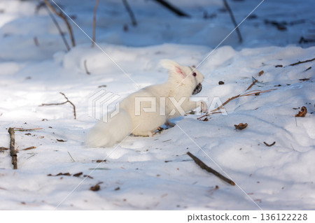 一隻白化北海道松鼠在雪地上跳躍，展現了北海道東部的野生動物風貌。 136122228