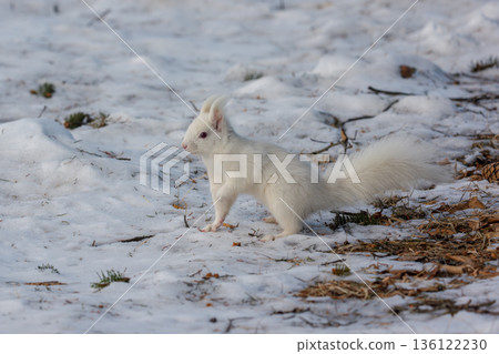一隻白化北海道松鼠在雪地上跳躍，展現了北海道東部的野生動物風貌。 136122230