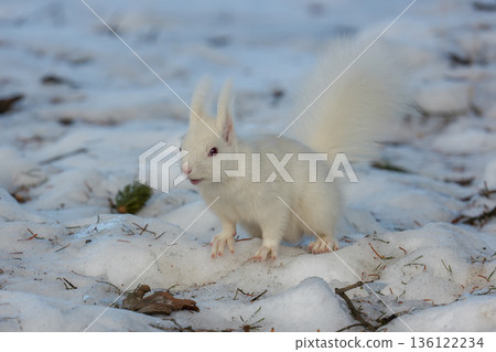 一隻白化北海道松鼠在雪地上跳躍，展現了北海道東部的野生動物風貌。 136122234