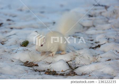 一隻白化北海道松鼠在雪地上跳躍，展現了北海道東部的野生動物風貌。 136122235