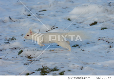 一隻白化北海道松鼠在雪地上跳躍，展現了北海道東部的野生動物風貌。 136122236