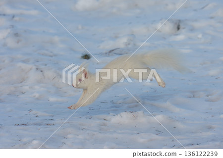 一隻白化北海道松鼠在雪地上跳躍，展現了北海道東部的野生動物風貌。 136122239