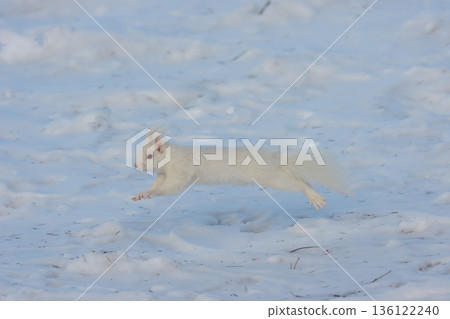 一隻白化北海道松鼠在雪地上跳躍，展現了北海道東部的野生動物風貌。 136122240