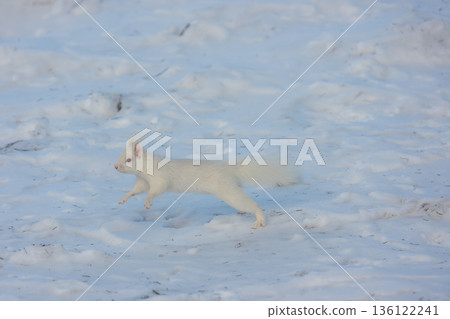 一隻白化北海道松鼠在雪地上跳躍，展現了北海道東部的野生動物風貌。 136122241