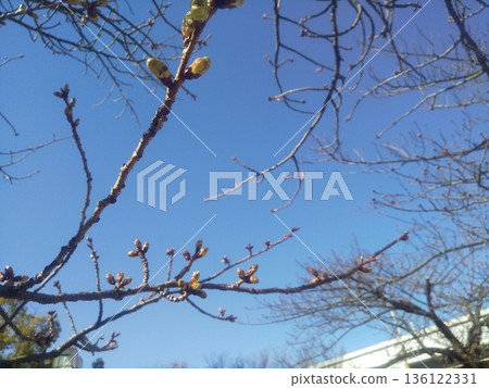 Kawazu cherry blossoms with buds beginning to swell Kawazu cherry blossoms with buds beginning to swell 136122331
