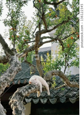 Charming and chubby cat playfully exploring the outdoors, with fluffy fur and a curious expression. Full of energy and joy, perfect for cat lovers who enjoy watching playful, happy moments! 136122345