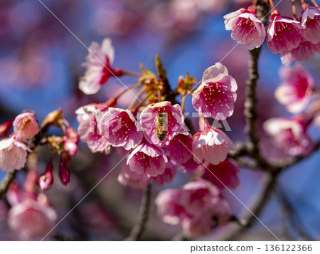 Honeybees collecting nectar from the winter cherry blossoms Honeybees collecting nectar from the winter cherry blossoms 136122366