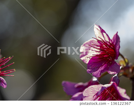 The silhouette of a winter cherry blossom shining in the backlight 136122367