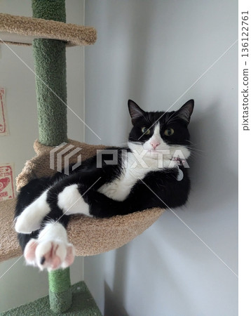 Charming and chubby cat playfully exploring the outdoors, with fluffy fur and a curious expression. Full of energy and joy, perfect for cat lovers who enjoy watching playful, happy moments! 136122761