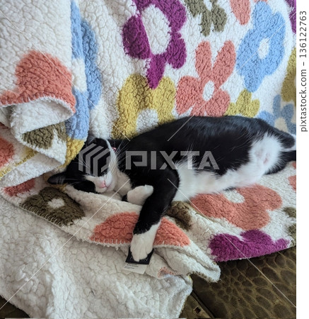 Charming and chubby cat playfully exploring the outdoors, with fluffy fur and a curious expression. Full of energy and joy, perfect for cat lovers who enjoy watching playful, happy moments! Charming and chubby cat playfully exploring the outdoors, with fluffy fur and a curious expression. Full of energy and joy, perfect for cat lovers who enjoy watching playful, happy moments! 136122763