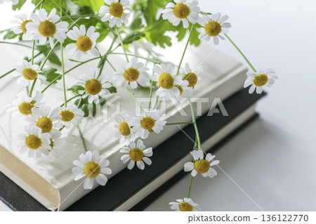 Small Matricaria flowers on a stack of books in spring natural light Small Matricaria flowers on a stack of books in spring natural light 136122770