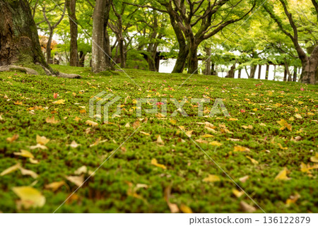 A Japanese garden with fallen ginkgo leaves and moss A Japanese garden with fallen ginkgo leaves and moss 136122879