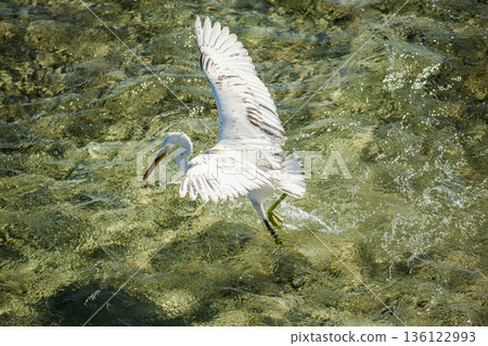 White egret landing in shallow tropical sea water with wings spread and long beak, coastal bird splashing above clear reef shoreline with sunlight reflections White egret landing in shallow tropical sea water with wings spread and long beak, coastal bird splashing above clear reef shoreline with sunlight reflections 136122993