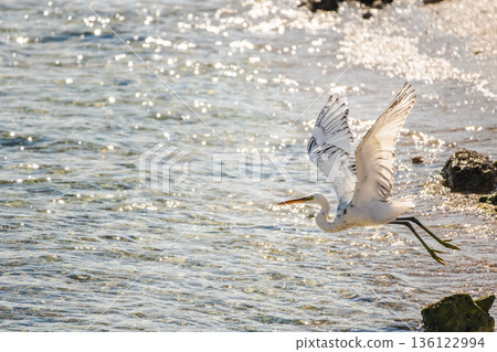 White egret flying low above shallow sea water in Egypt, coastal bird gliding with wings spread in bright sunlight White egret flying low above shallow sea water in Egypt, coastal bird gliding with wings spread in bright sunlight 136122994