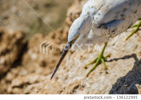 White egret leaning forward on rocky shore with long beak and green legs, focused hunting posture against soft coastal background  136122995