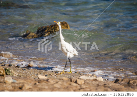 White egret standing on pebbled shoreline with small waves and shallow water on Red Sea coast in Marsa Alam Egypt White egret standing on pebbled shoreline with small waves and shallow water on Red Sea coast in Marsa Alam Egypt 136122996